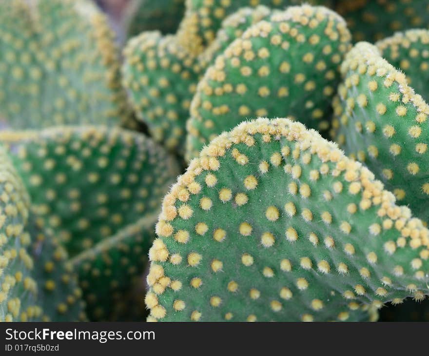 Close up on green cactus