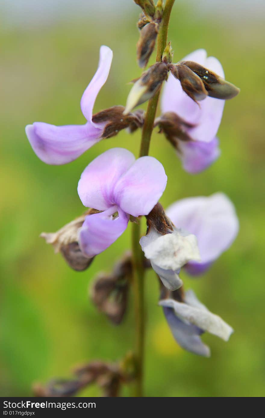 The flowers in the gardens