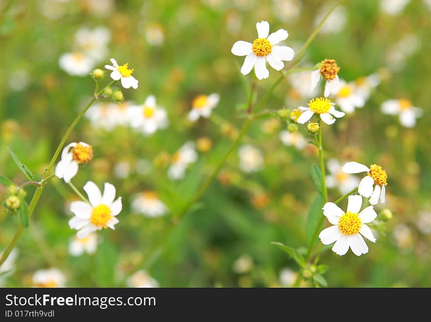 The flowers in the gardens