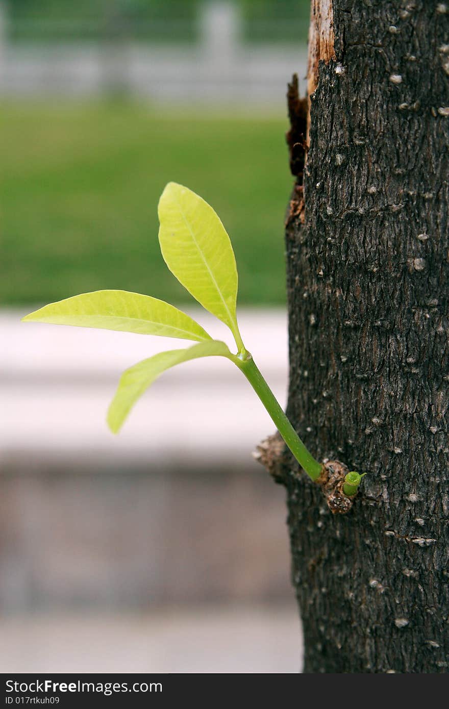 Leaves