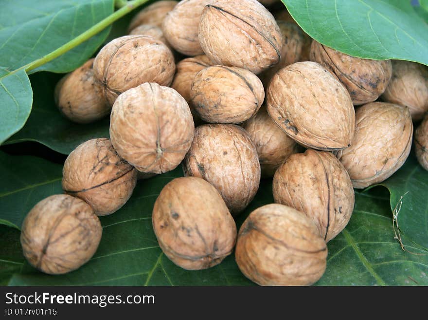 Green sheet of the plant and heap ripe nut