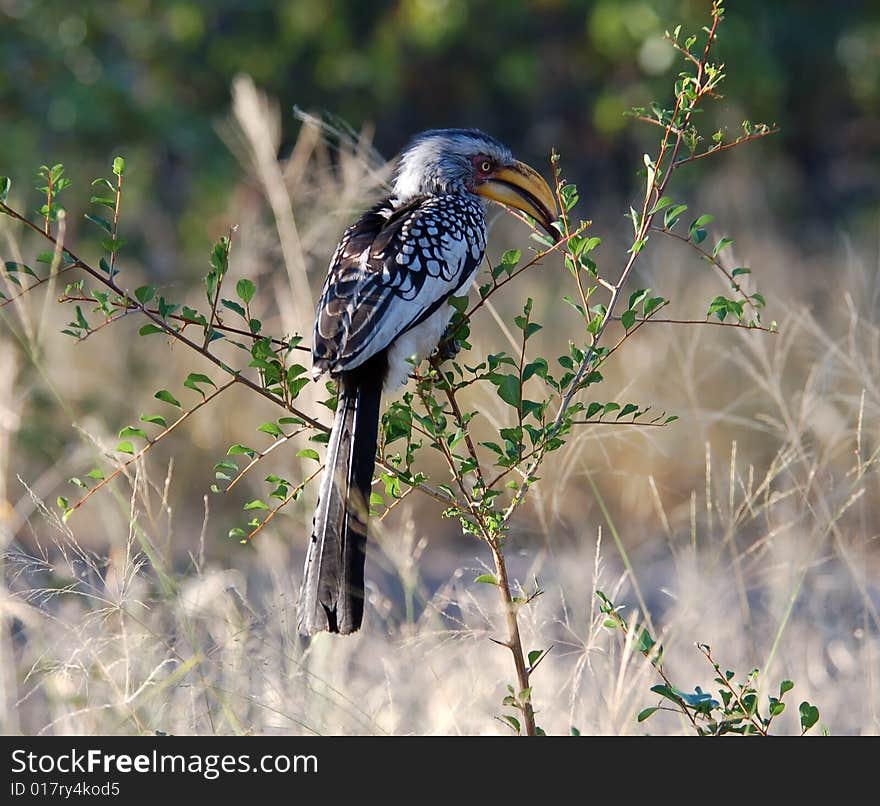 Southern Yellowbilled Hornbill (Tockus leucomelas) wild in Africa