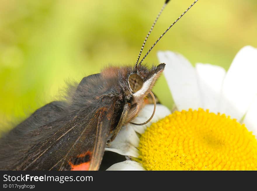 The butterfly sitting on a camomile