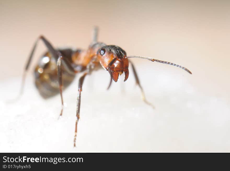 Red-haired wood ant