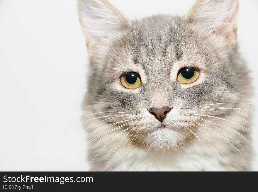 Portrait gray cat