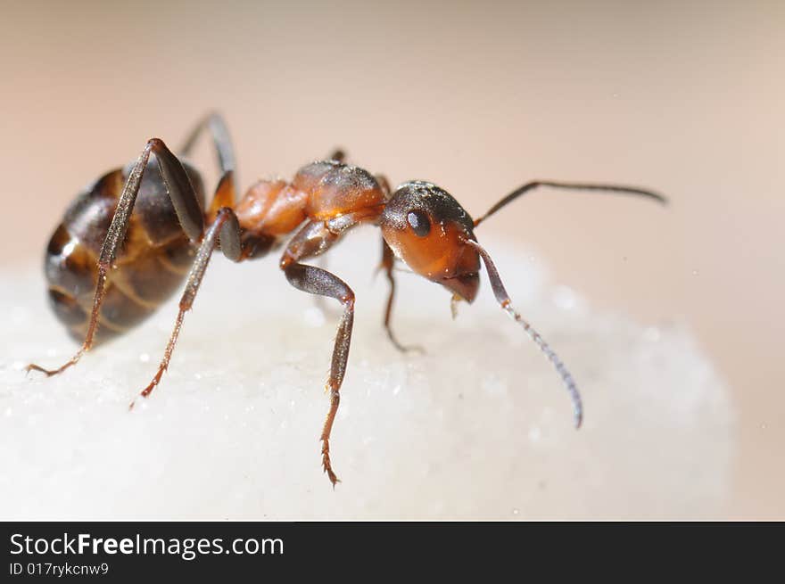 Red-haired Wood Ant