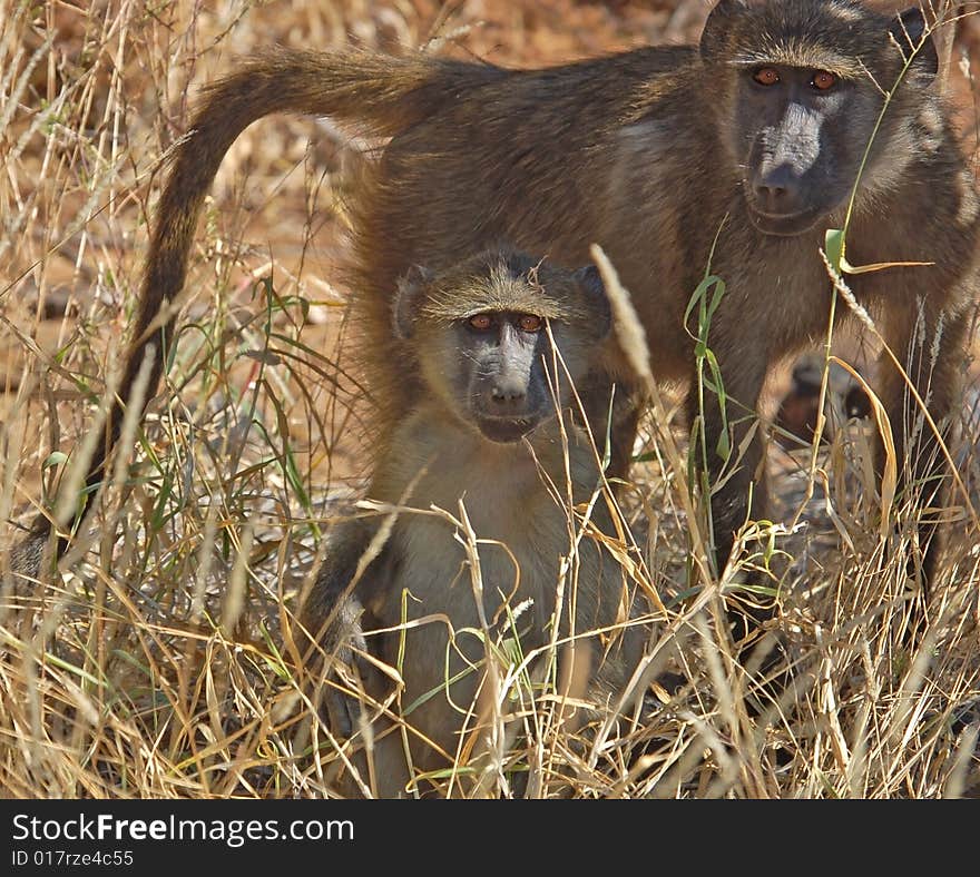 African Wildlife: Baboon