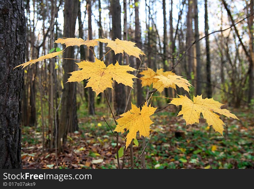 Little maple grows in autumn wood with yellow leaves. Little maple grows in autumn wood with yellow leaves