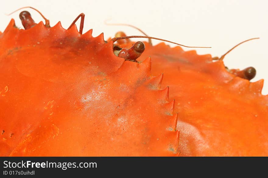 Stack of cooked crab shells.