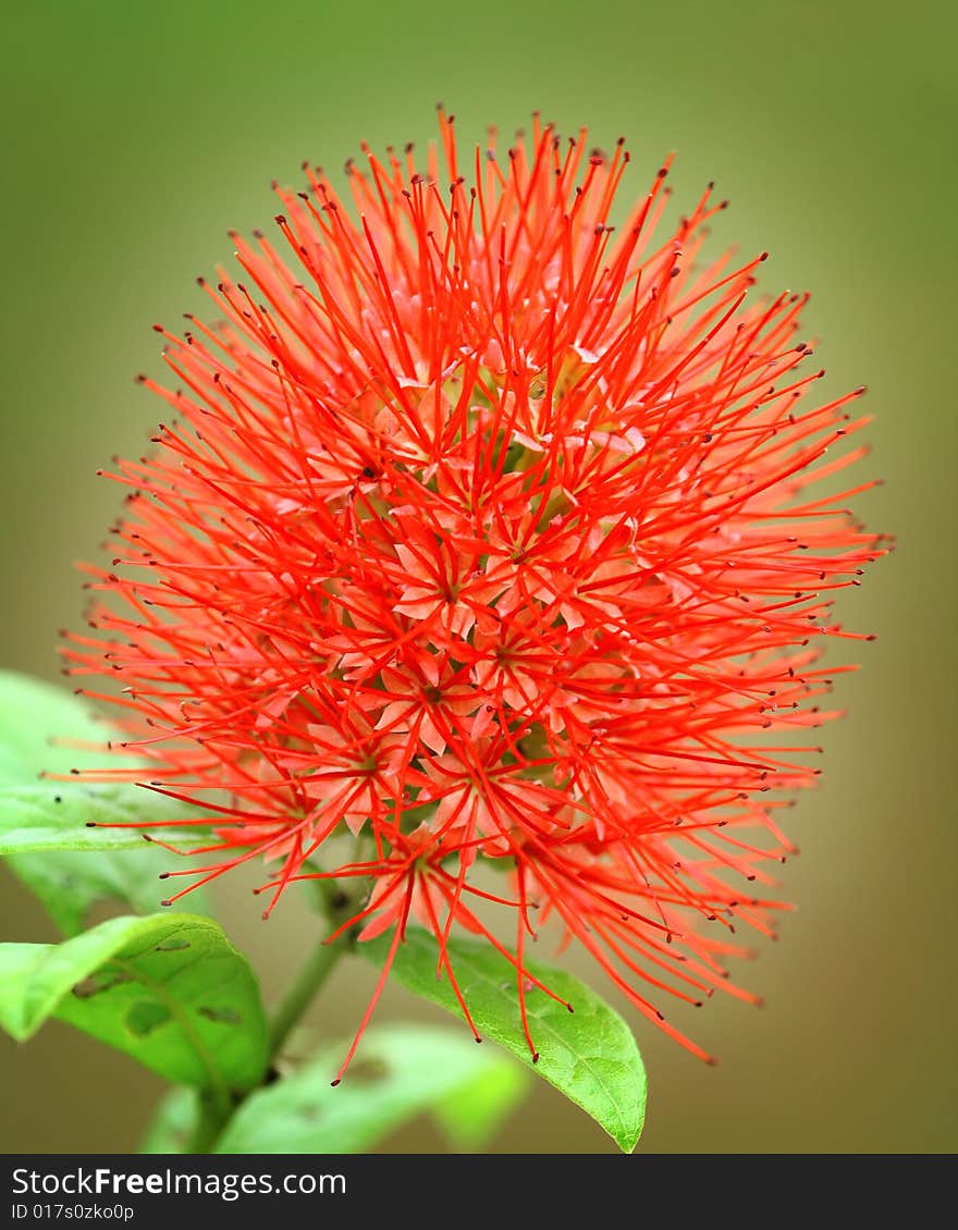 A nice rare red bushy flower in the near by garden.