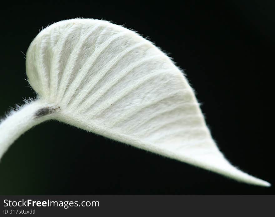 A young white hairy leaf in the near by garden. A young white hairy leaf in the near by garden.