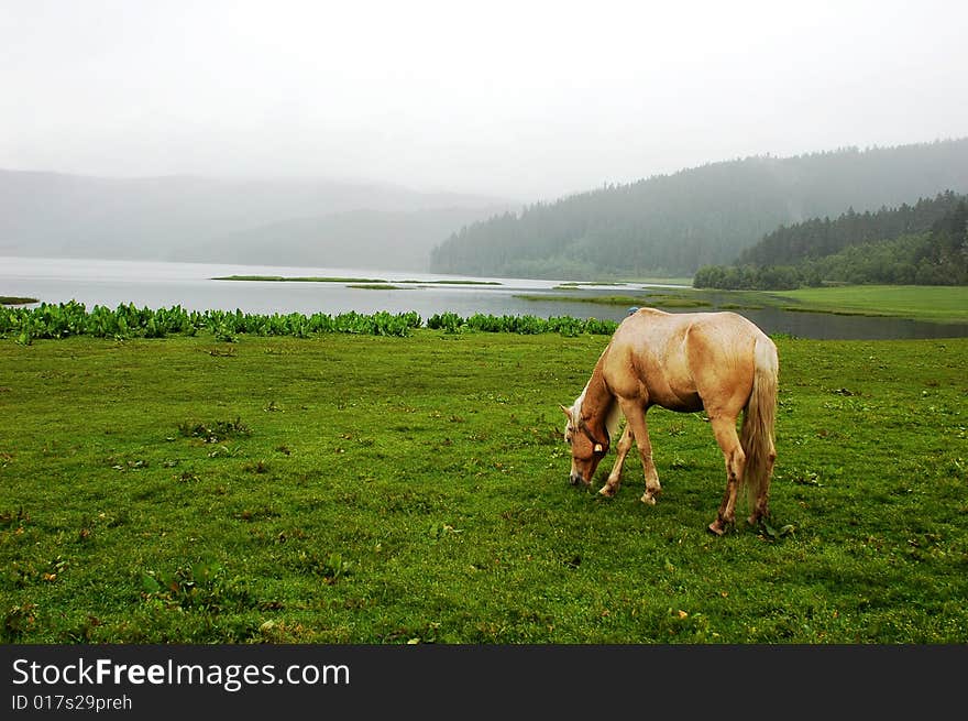 Meadows with a horse in Shangri-la,Yunnan,China, in a foggy morning. Meadows with a horse in Shangri-la,Yunnan,China, in a foggy morning