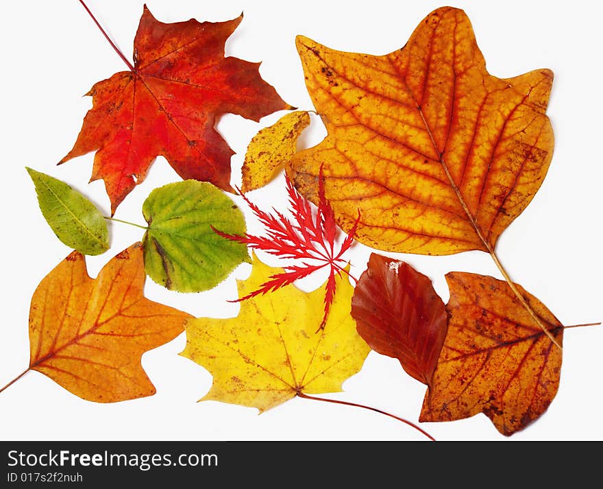 Autumnal tints leaves on white background. Autumnal tints leaves on white background