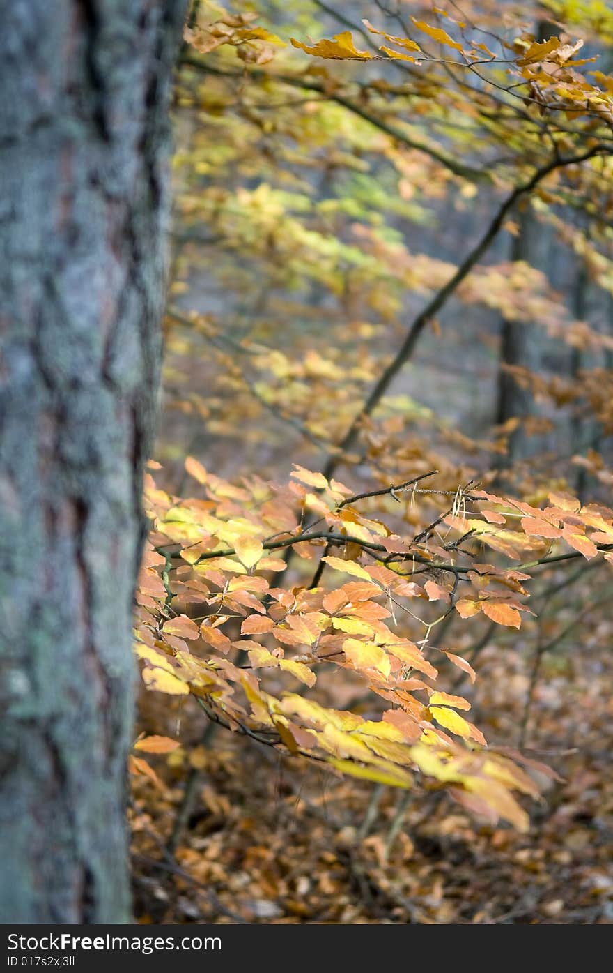 Colorful autumn  with tree and orange yellow leafs