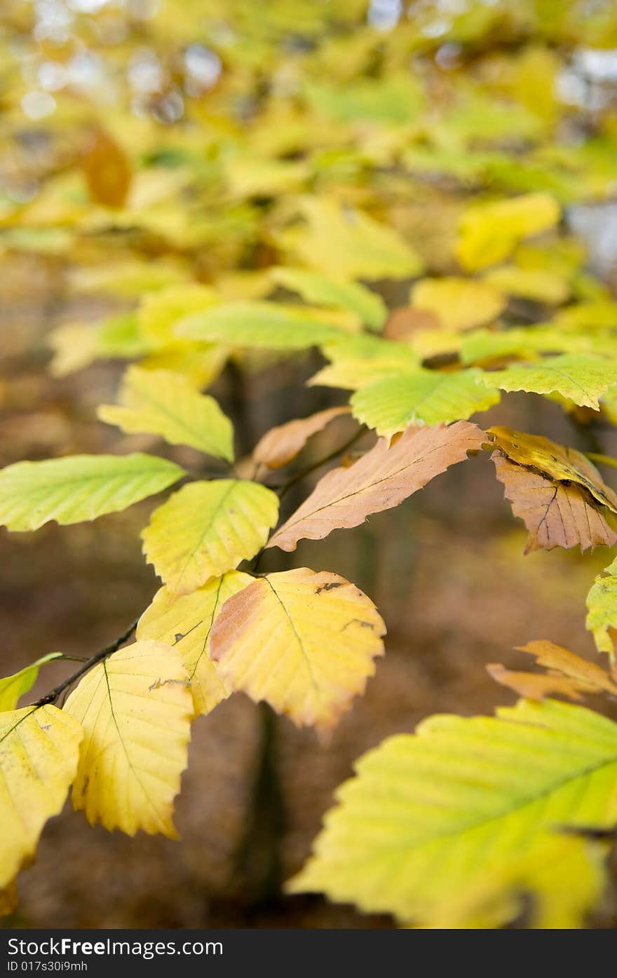 Colorful atumn background with leafs