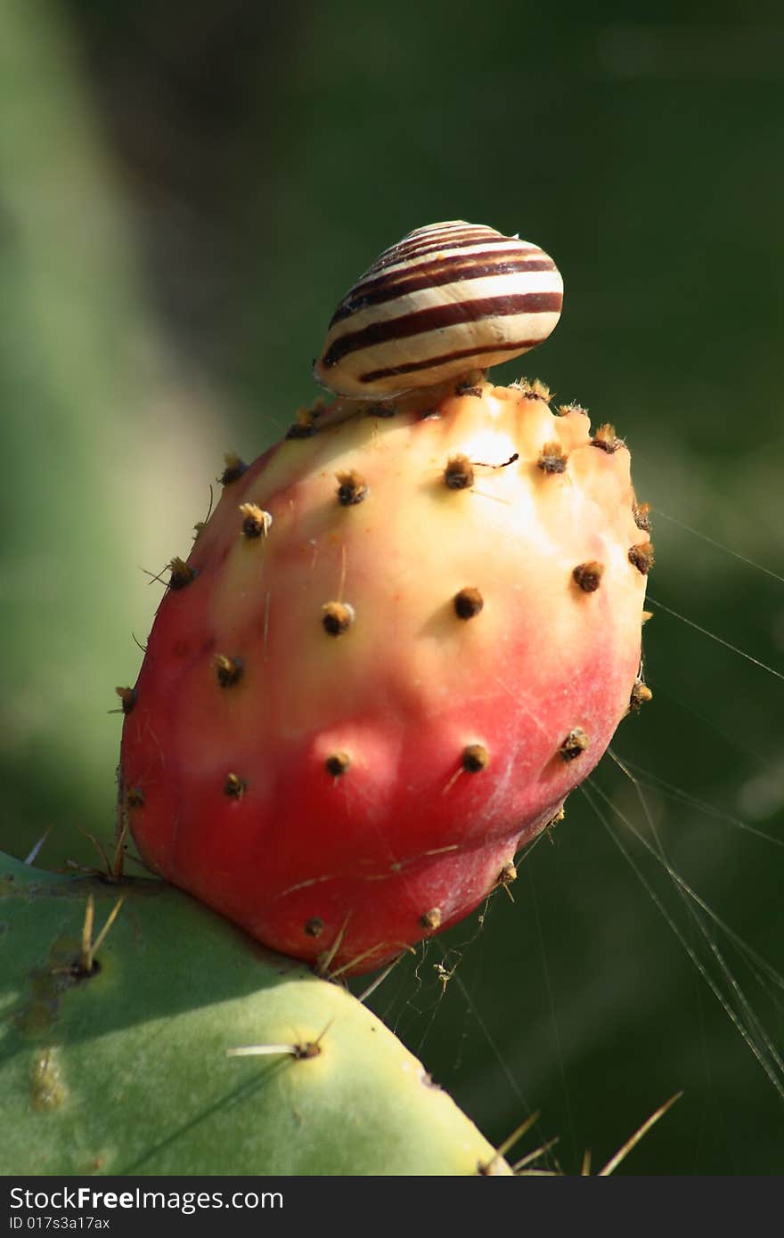 Indian Fig  Tree With Snail