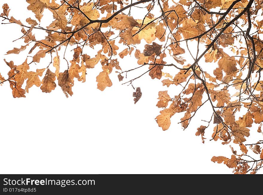 Yellow oak branch isolated on white