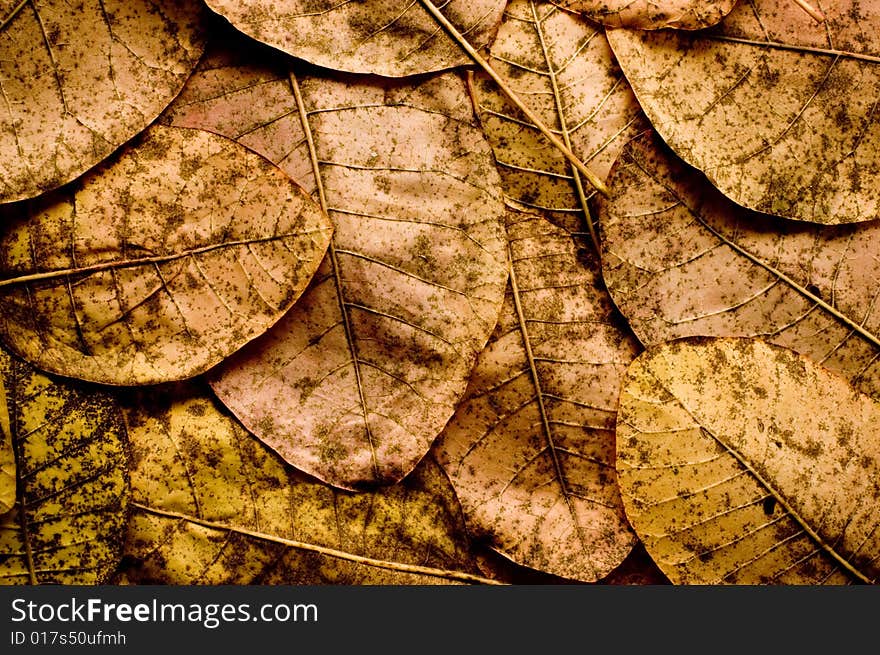 Autumn leaves