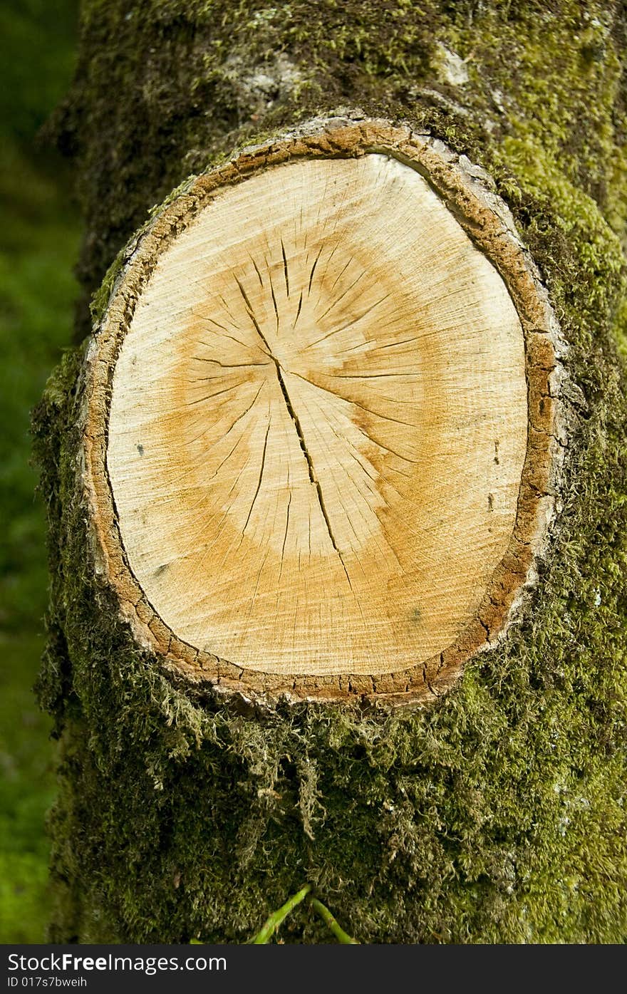 A large tree branch cross section to reveal rings. A large tree branch cross section to reveal rings