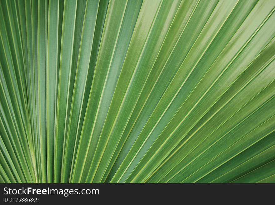 Green palm leaf texture with fan-like pattern