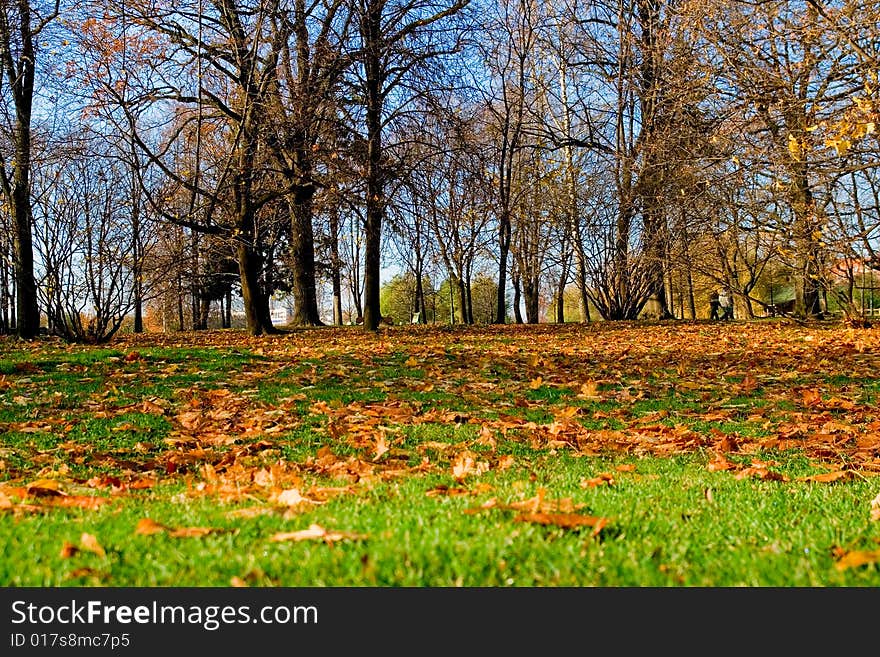 Autumn park