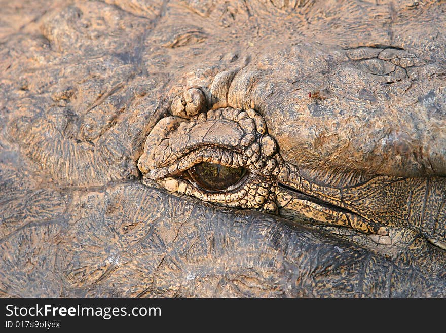 Close up of a crocodile's eye. Close up of a crocodile's eye