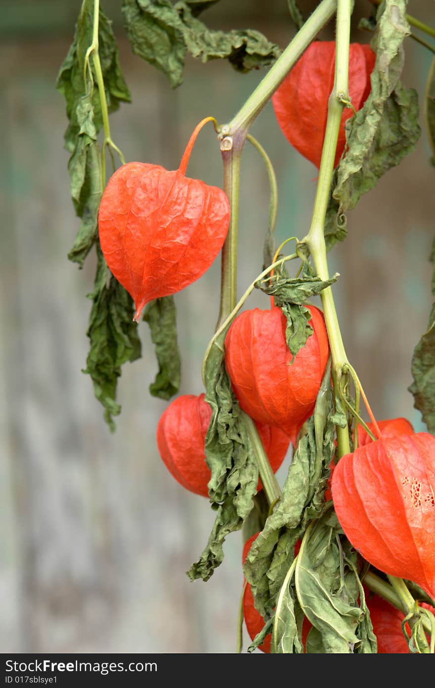 Flowers on on a background of a tree