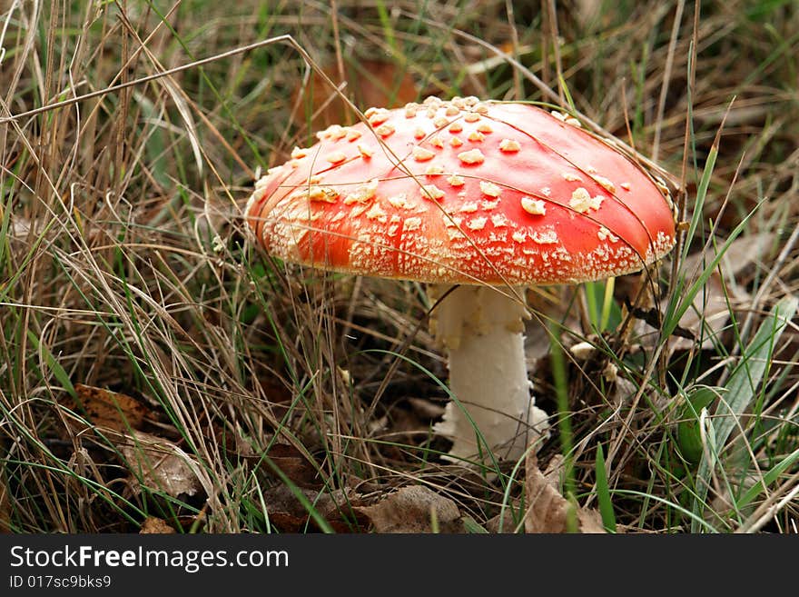 Mushroom on on a background of a grass