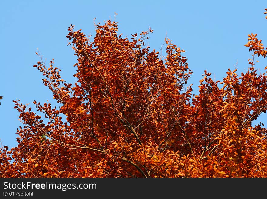 Autumn tree with the focus on the main canopy.