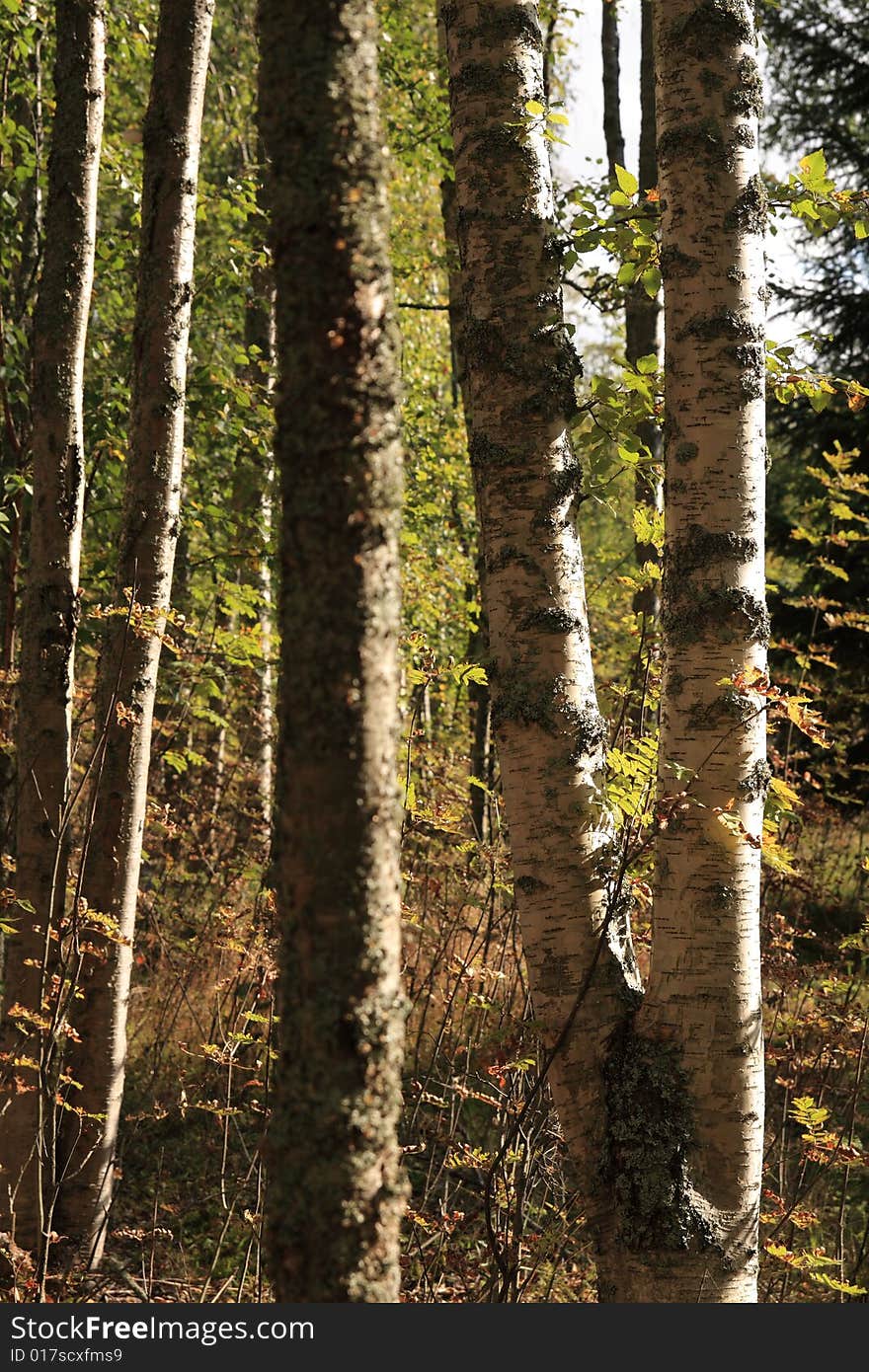 Closeup of birches in the autumn sun light