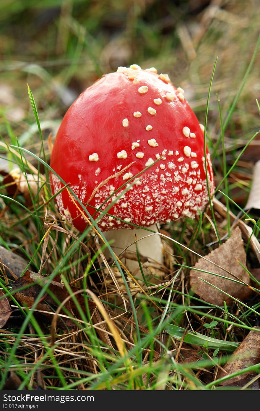 Mushroom on on a background of a grass