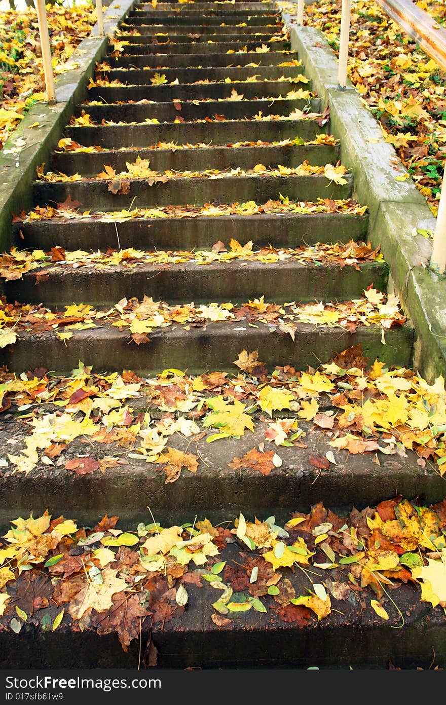 Leaves on on a background a ladder. Leaves on on a background a ladder