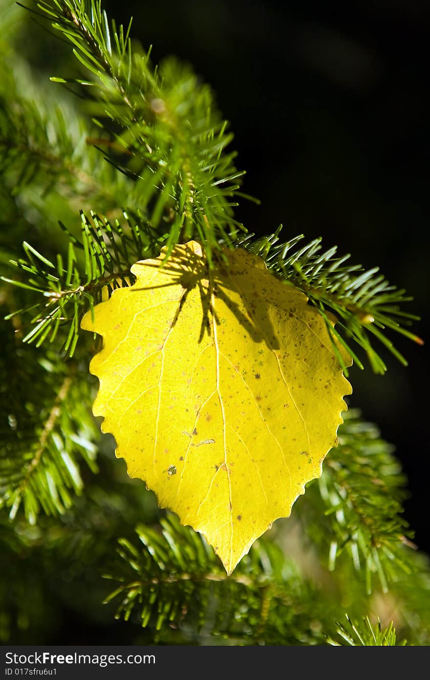 Autumn Birch Sheet