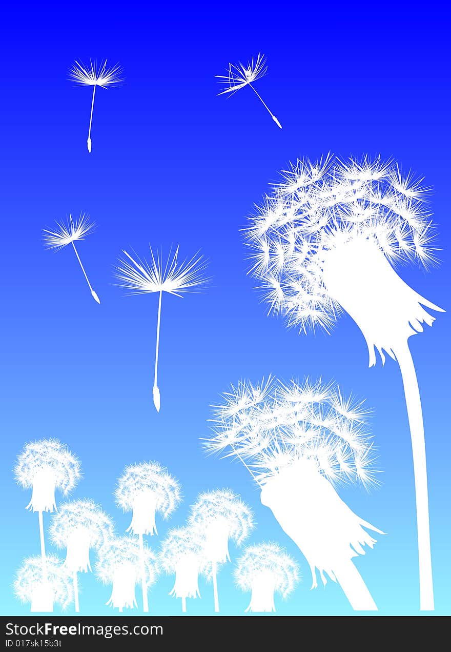 Illustration with white dandelions on blue background. Illustration with white dandelions on blue background