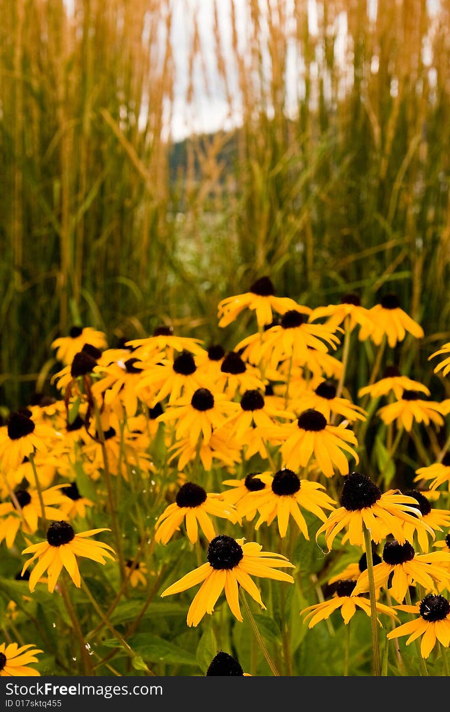 A garden of brown eyed susans by sea oats on the shore