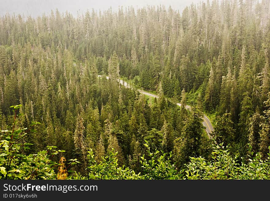 Road Through the Firs