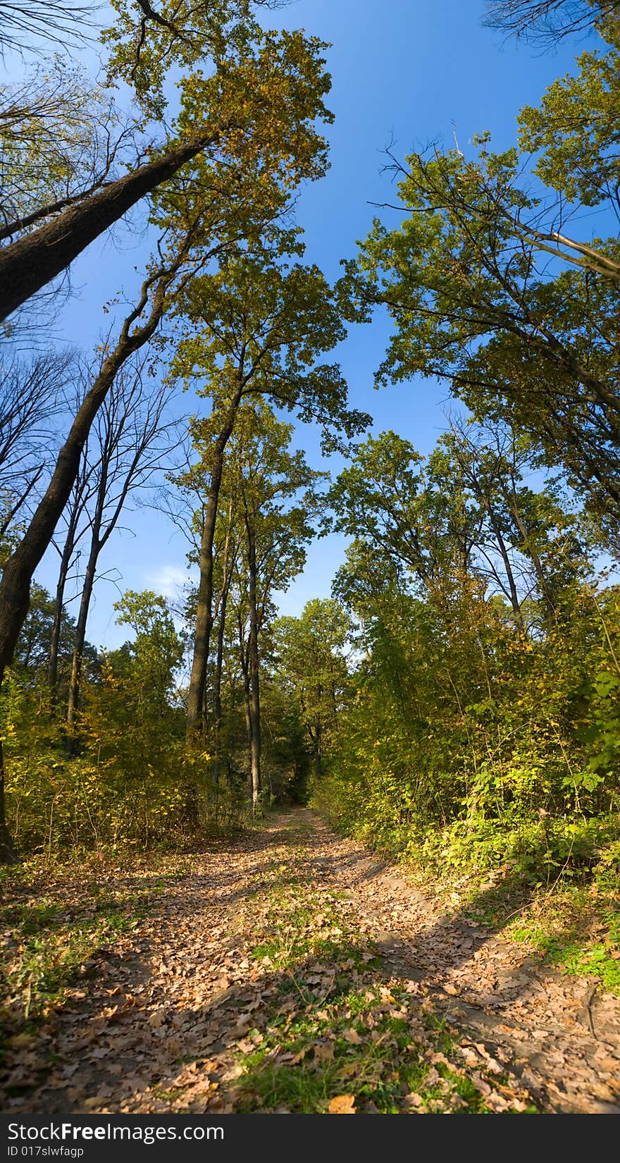 Circular Forest