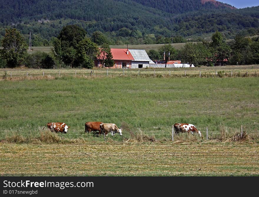 Mountain And Cow