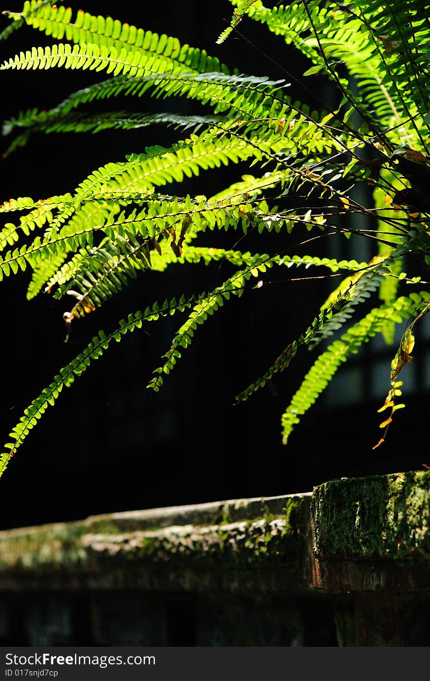 Green plant of small garden