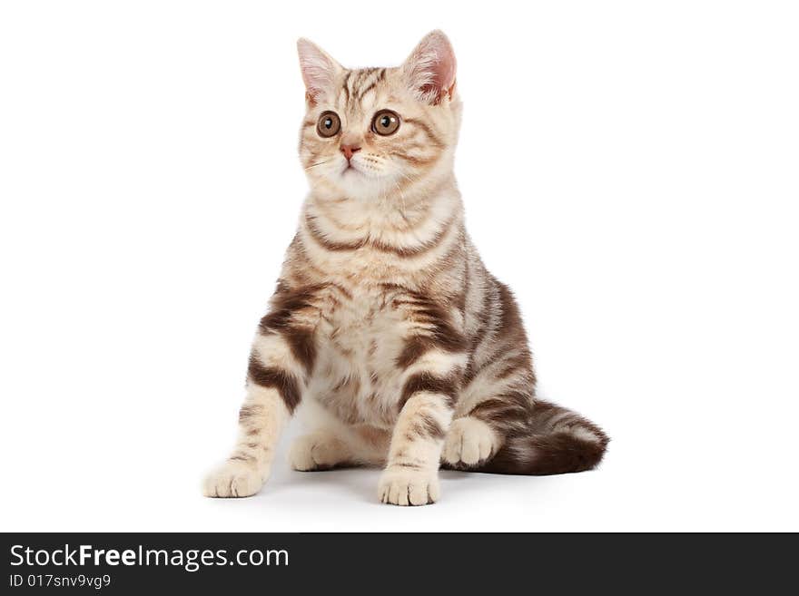 Cute tabby kitten isolated over white