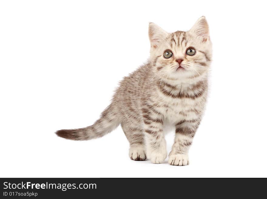 Cute kitten isolated over white