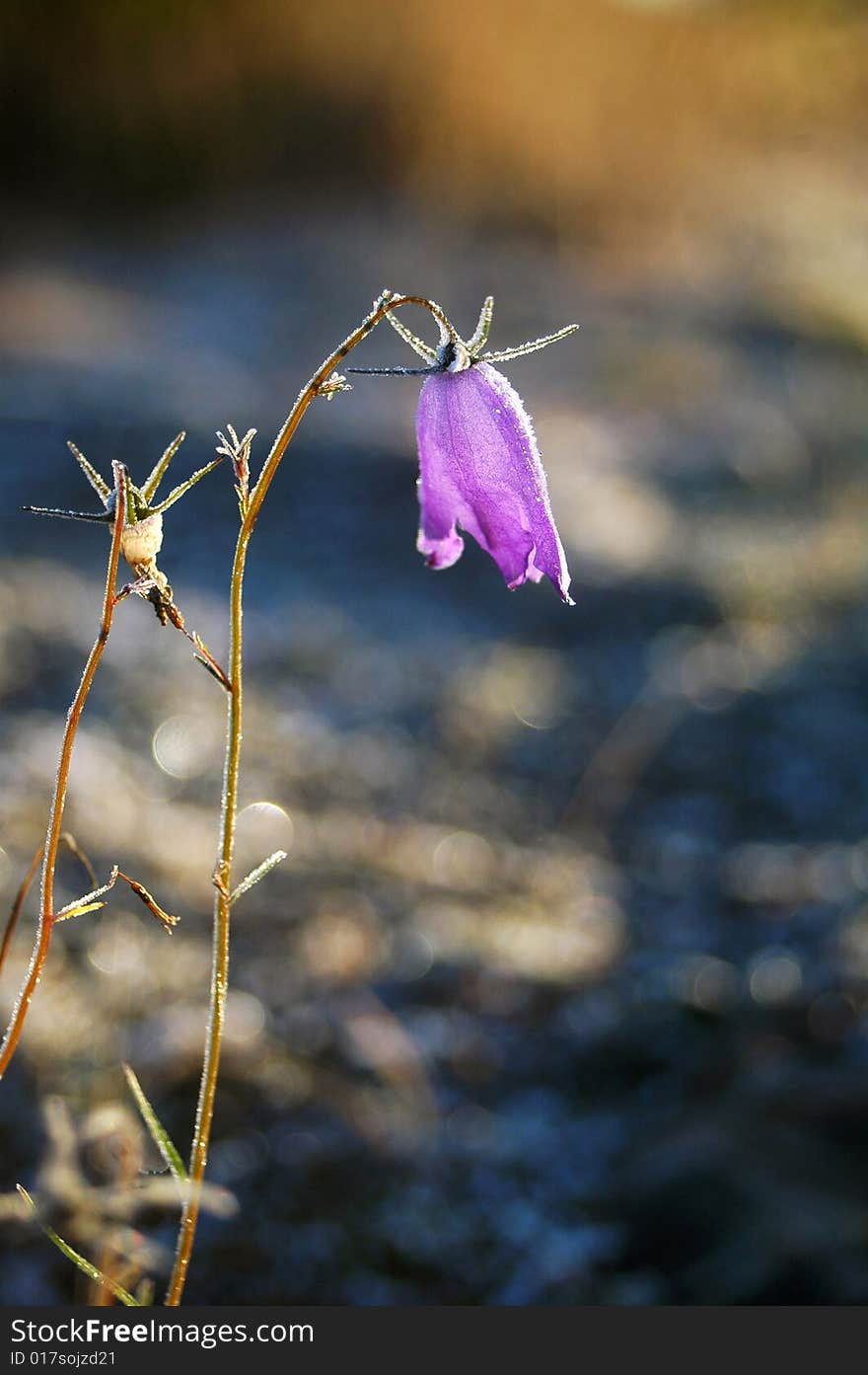 Frozen harebell in morning light.