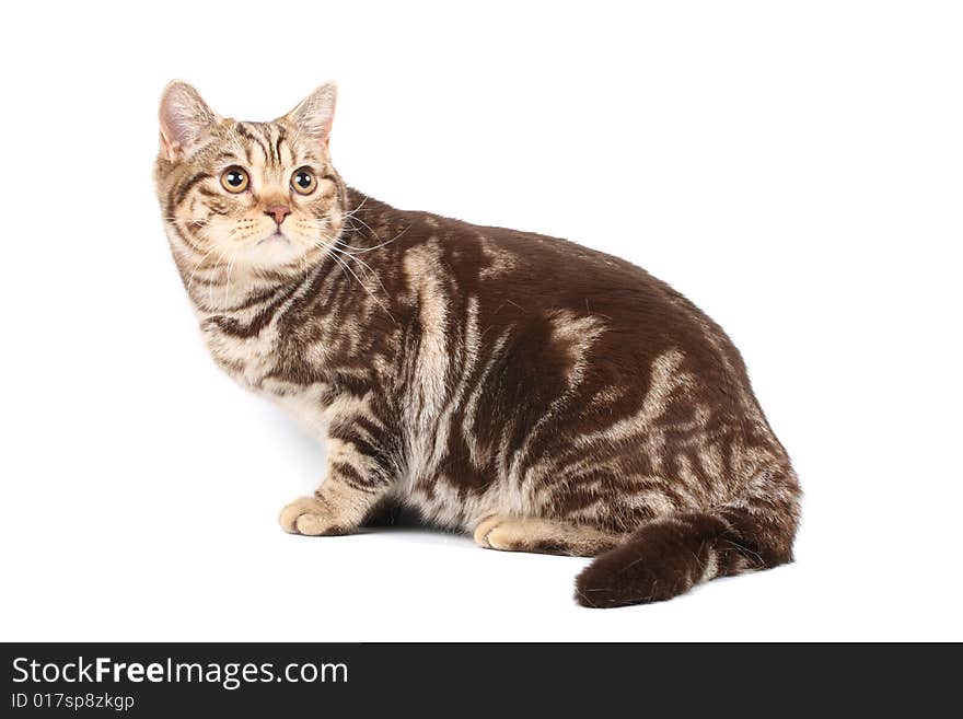 British tabby cat