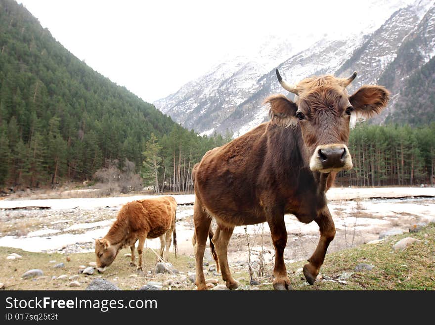 Cows on the meadow