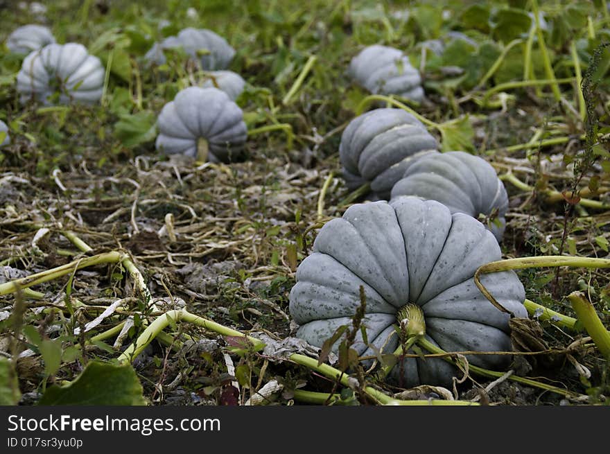 Autumn Colored Pumpkins .