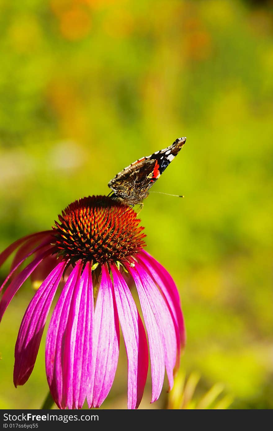 Butterfly on Chrysanthemum