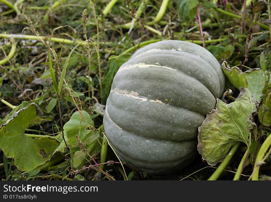 Autumn Colored Pumpkins ...