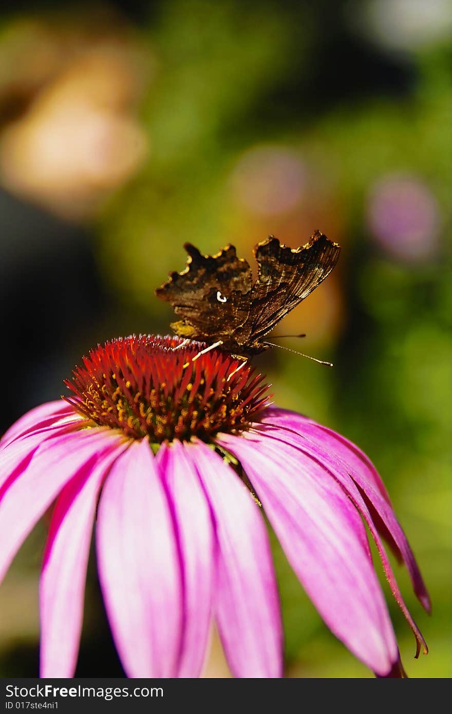 Butterfly On Chrysanthemum