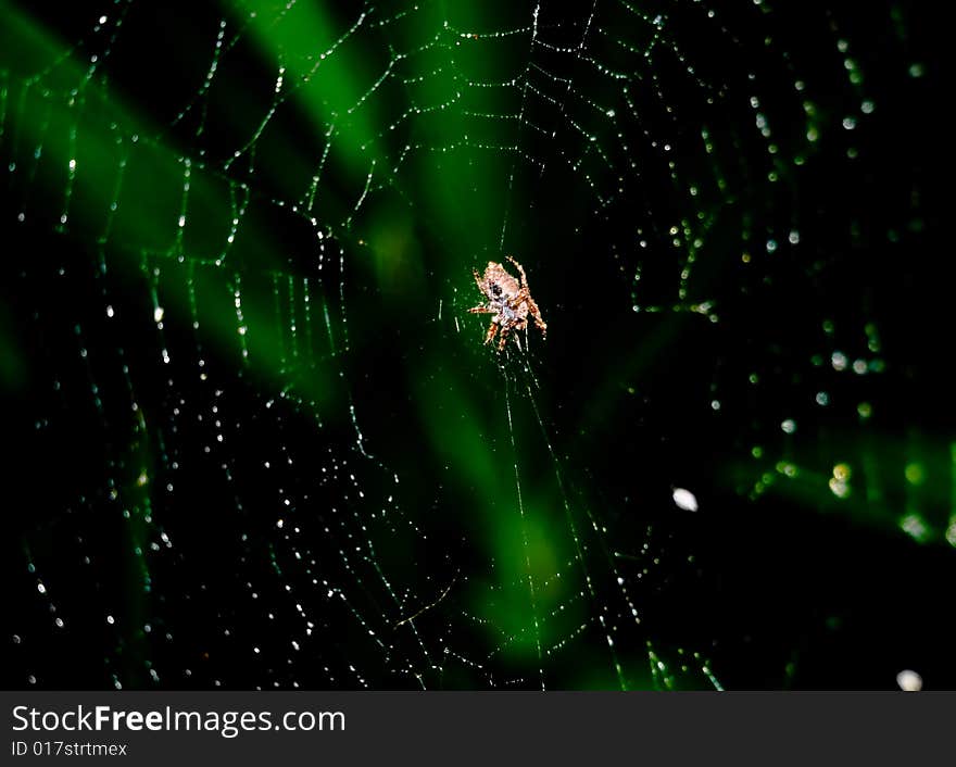 Spider in the web isolated on black with some blur plant on the background.Some sparkling due droplets on the web net.