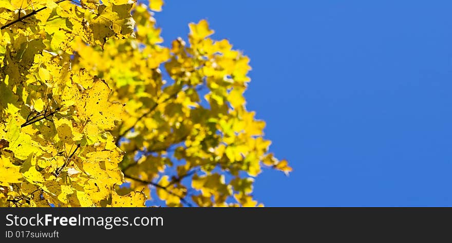 Fall leaves on a blue sky background. Fall leaves on a blue sky background